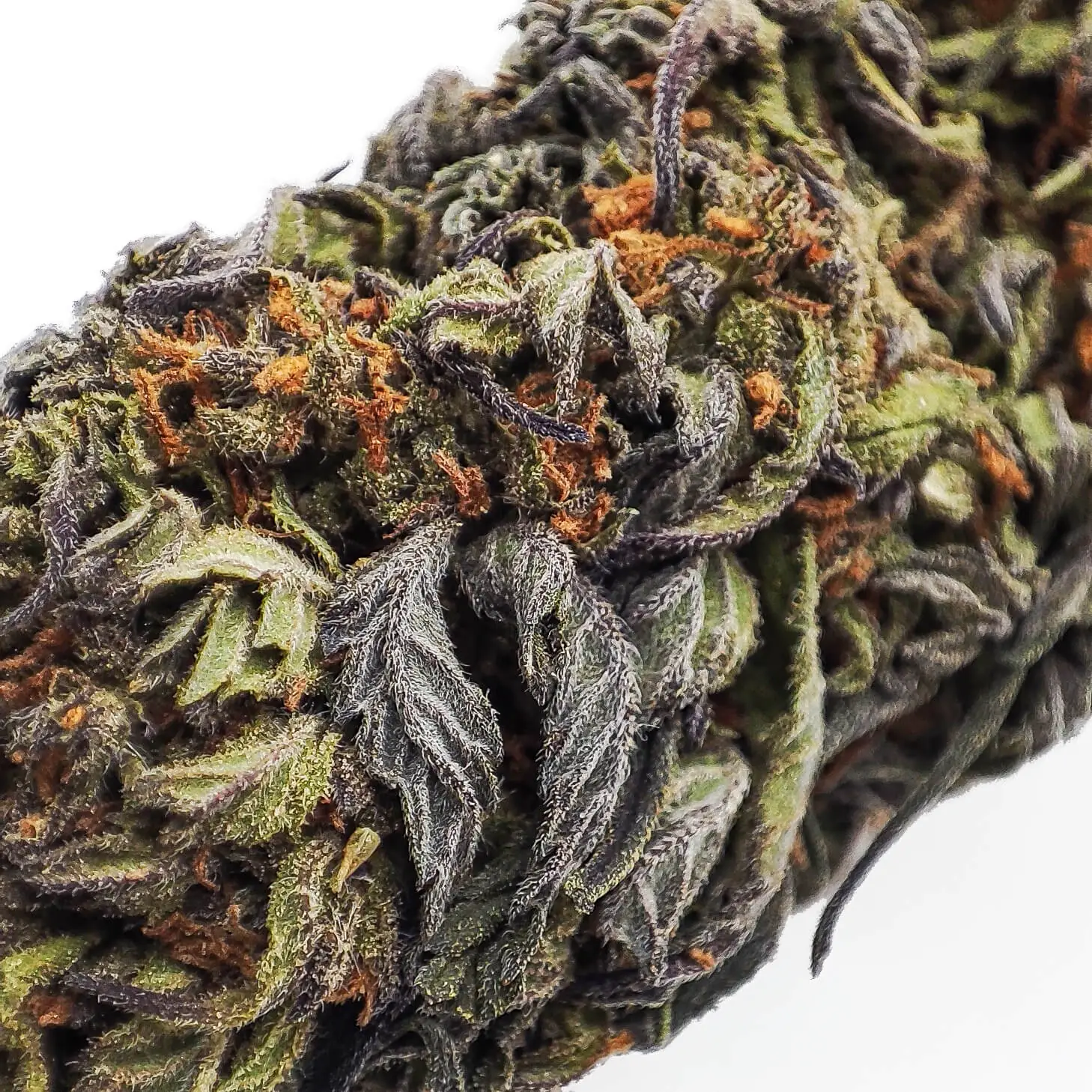 BUBBLE-GUM-SUSZ-KONOPNY-CBD-12-MAKRO