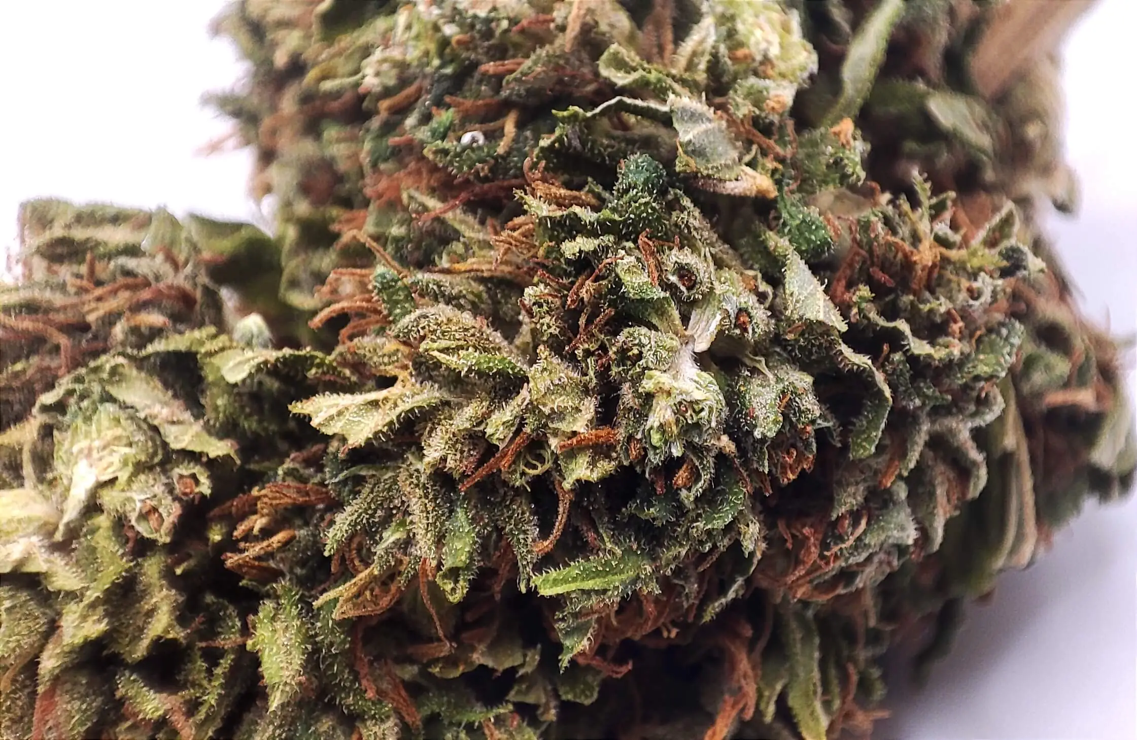 CALIFORNIA-HAZE-SUSZ-KONOPNY-CBD-10-MAKRO
