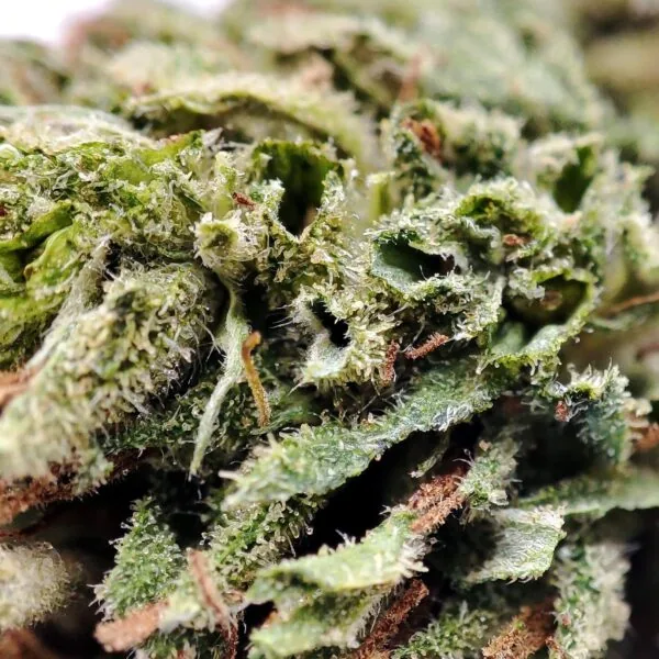 SUSZ-KONOPNY-CBD-SUPER-LEMON-MAKRO