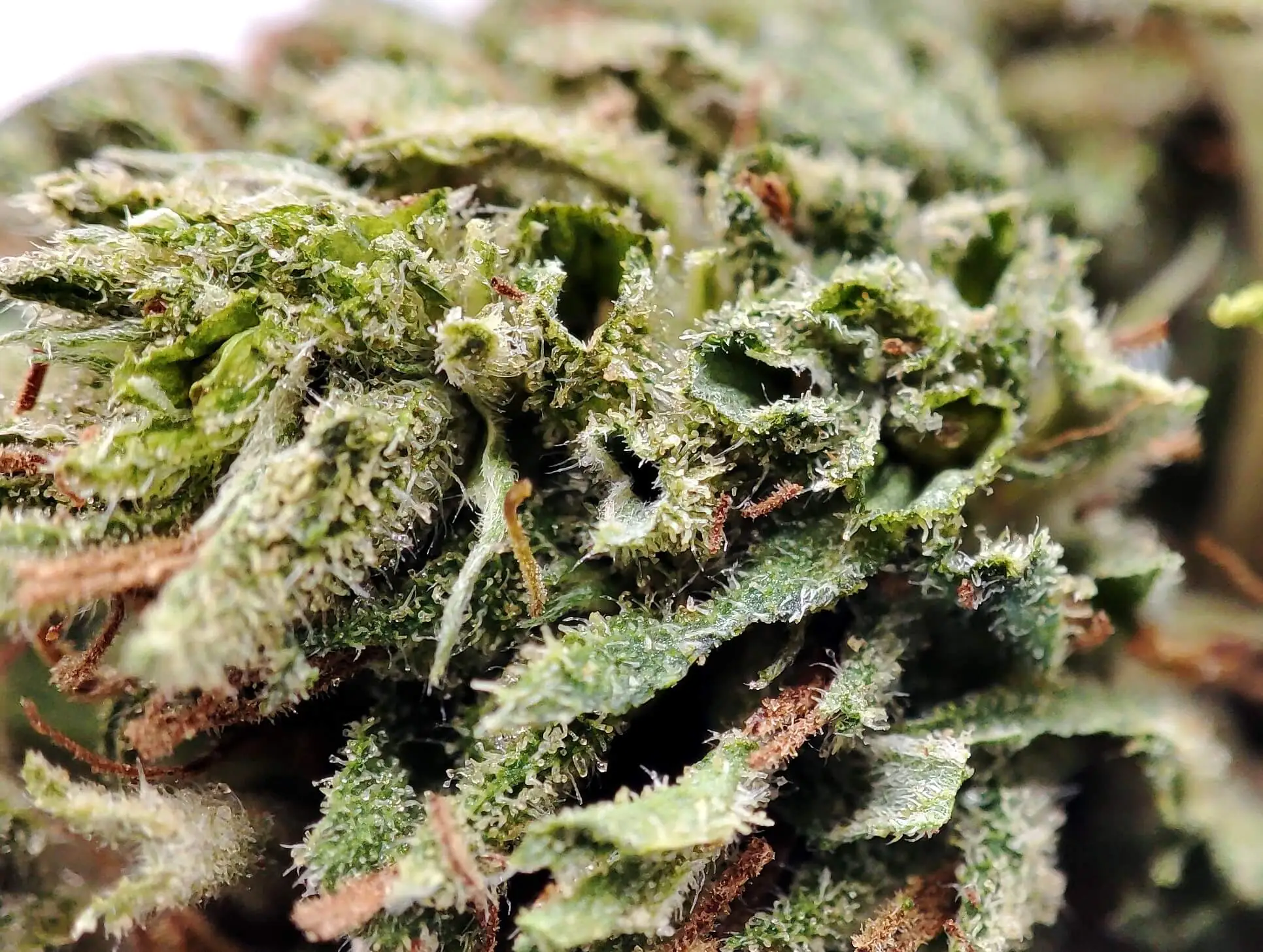 SUSZ-KONOPNY-CBD-SUPER-LEMON-MAKRO