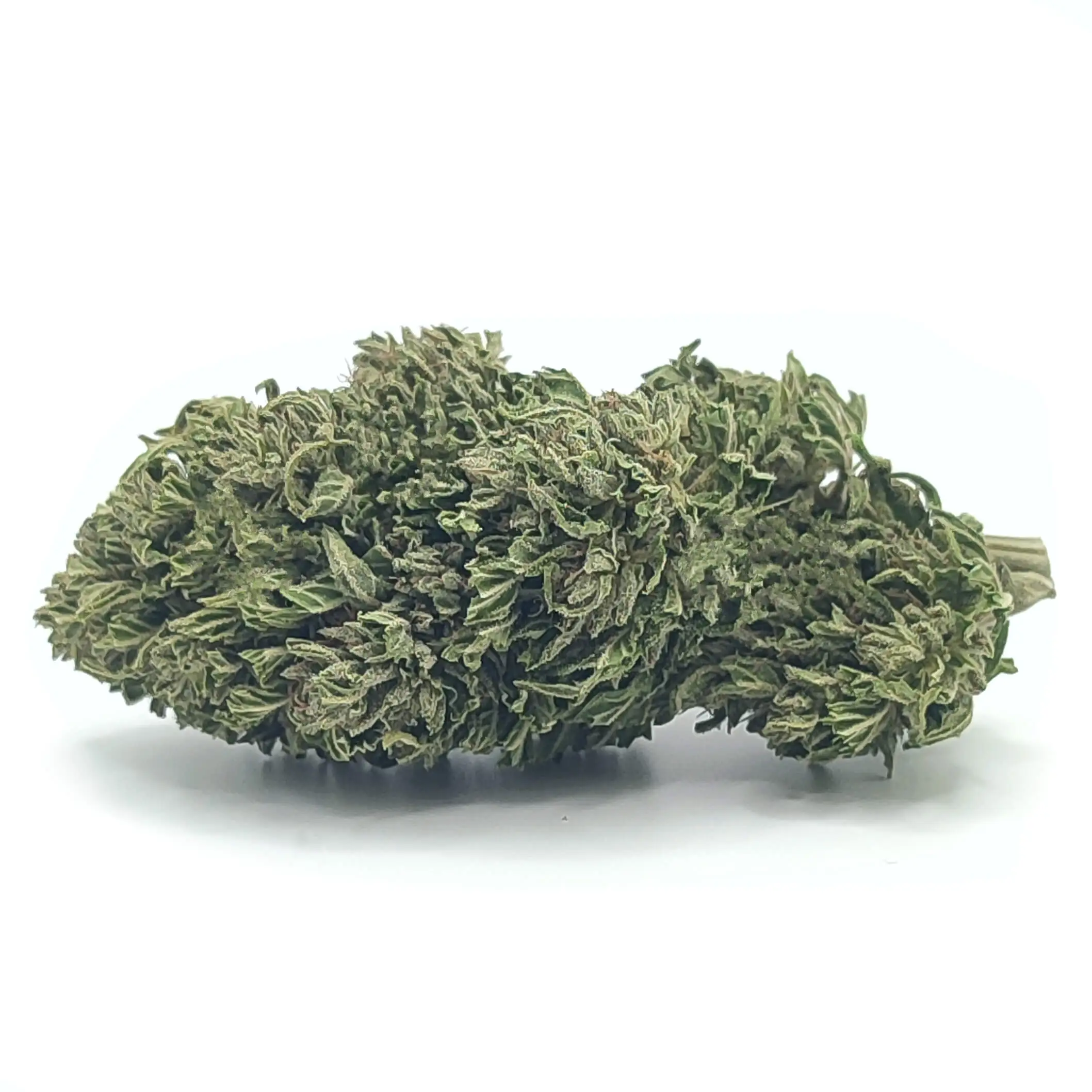 SUSZ KONOPNY MONTANA - CBG #1 <10% CBG 0,3 THC
